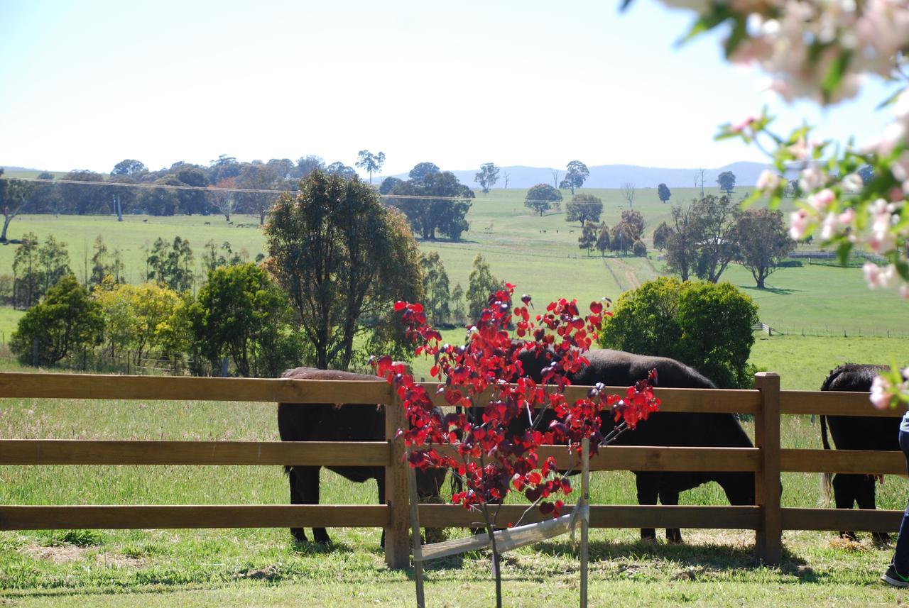 Bluegum Ridge Cottages Merrijig Exteriér fotografie