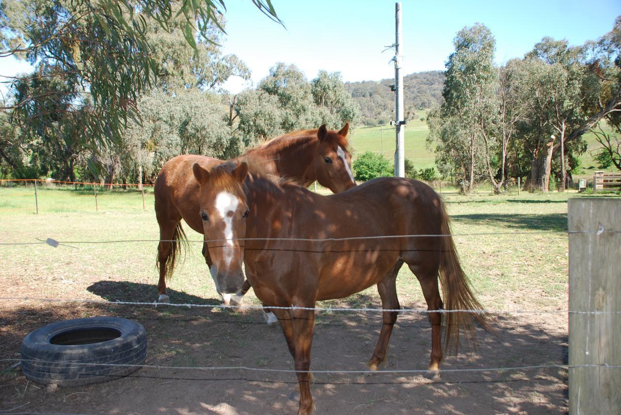 Bluegum Ridge Cottages Merrijig Exteriér fotografie